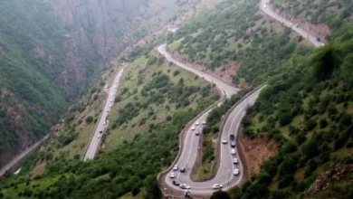 اعمال محدودیت تردد در جاده چالوس به دلیل عبور احشام